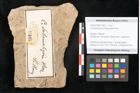 Foto (Objekt + Etikett) von Cinnamomum scheuchzeri Heer (NHMW-GEO-2024-0188-11405)